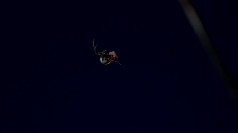 Spider on a web in the night light. invasion of spiders due to climate change Vídeo Stock 171675638