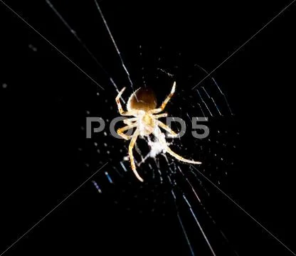 Spider On The Web At Night