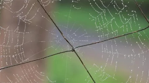 Spider web on nylon net in mist Stock Photos