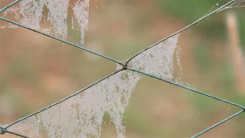 Spider web on nylon net in mist Stock Photos