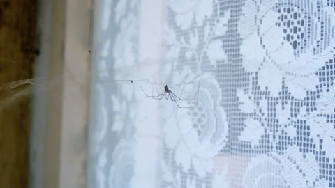 Spider web on the old window close up detail Stock Footage 123111212