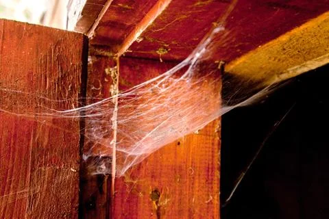 Spider web on the old window frame or door Stock Photos