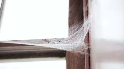 Spider web on an old window sill with light shining through and bugs trapped in Stock Footage 299334745