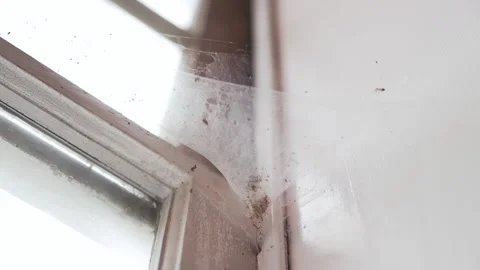 Spider web on an old window sill with light shining through and bugs trapped in Stock Footage 299334773