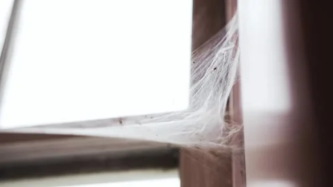 Spider web on an old window sill with light shining through and bugs trapped in Stock Footage 299334785