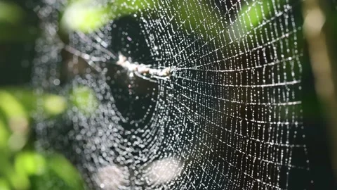 Spider web or cobweb with water drops slow motion vedio Stock Footage 274720509
