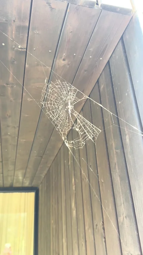 Spider web or cobweb on wind in the corner of wooden house. Stock Footage 287002894