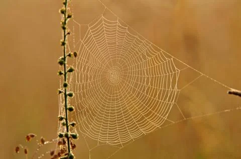 Spider web on orange background Stock Photos