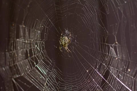 A spider on a web in an orchard Stock Photos
