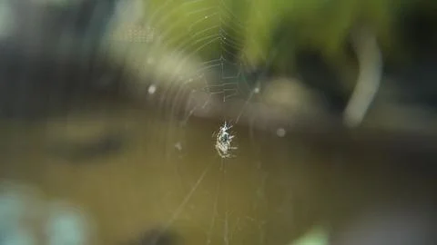 Spider web with out of focus background 写真素材
