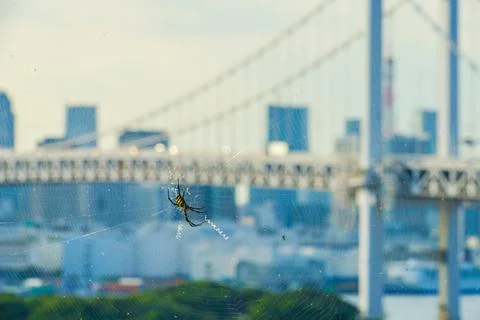 Spider web over the city Stock Photos