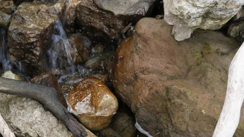 Spider web over clear water of mountain forest spring with tiny fishes in it Stock Footage 157457552
