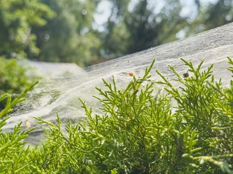 Spider web over evergreen foliage, delicate and translucent, vibrant green .. Stock Photos