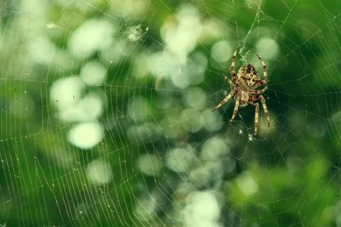 Spider on the web over green background Stock Photos