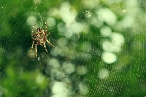 Spider on the web over green background Stock Photos