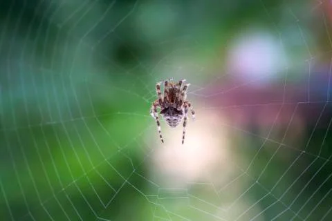 Spider on the web over green background Stock Photos