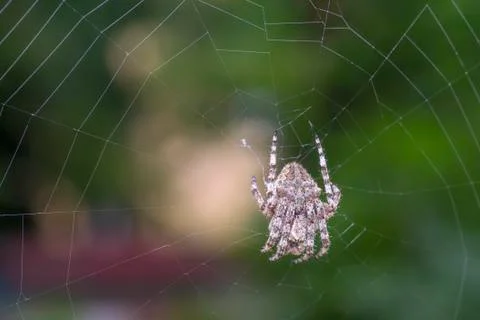 Spider on the web over green background Stock Photos