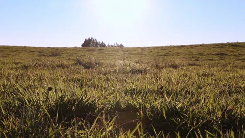 Spider Web Over Sunlit Pasture, Ground-Level View — Chile Stock Footage 336583581