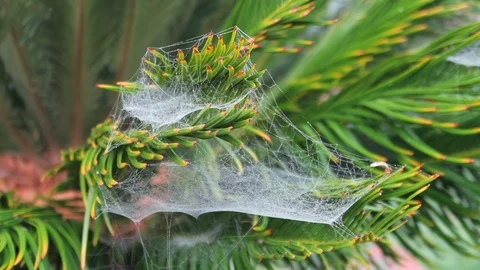 Spider web on palm frond Stockbeeldmateriaal 97493022