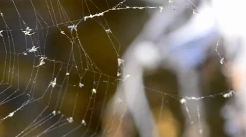 Spider-web-pan-right Stock Footage 25165130
