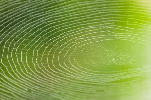 Spider web pattern for halloween scary spiderweb Stock Photos