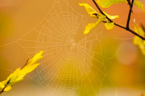 Spider web pattern for halloween scary spiderweb Stock Photos