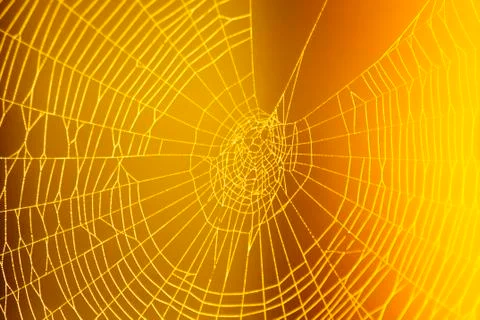 Spider web pattern for halloween scary spiderweb Stock Photos