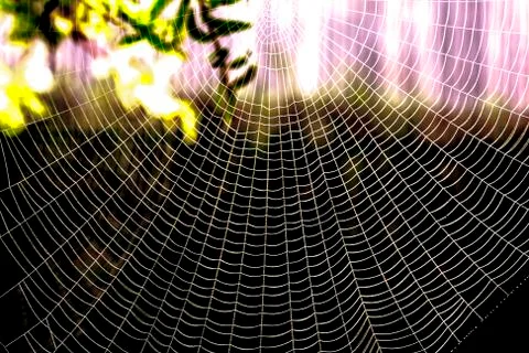 Spider web pattern for halloween scary spiderweb Stock Photos