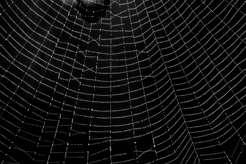 Spider web pattern for halloween scary spiderweb Stock Photos