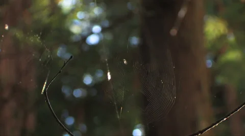 Spider web in Pfeiffer Big Sur State Park 스톡 동영상 37586240