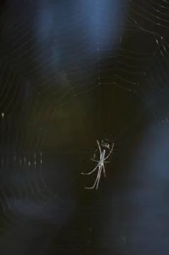 Spider on web Stock Photos