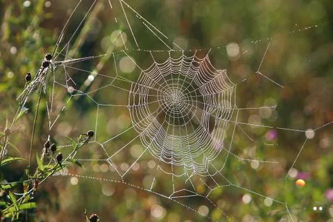 Spider web Stock Photos