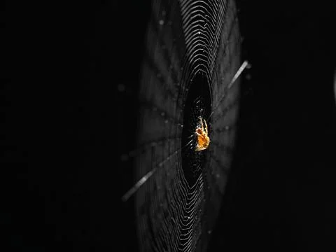 Spider in web Foto stock