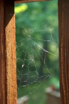 Spider web Stock Photos