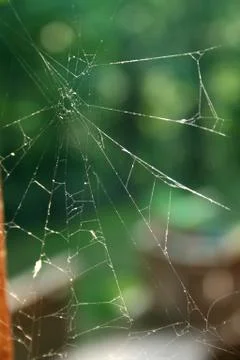 Spider web Foto stock