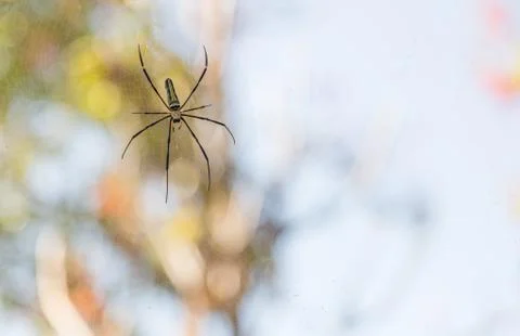 Spider on web Stock Photos