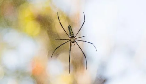 Spider on web Stock Photos