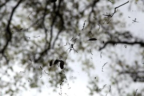 Spider in the web Stock Photos