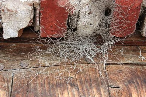 Spider Web Stock Photos