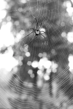 Spider on the web Stock Photos