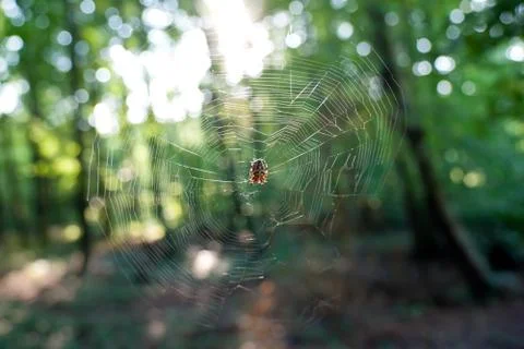 Spider web Stock Photos
