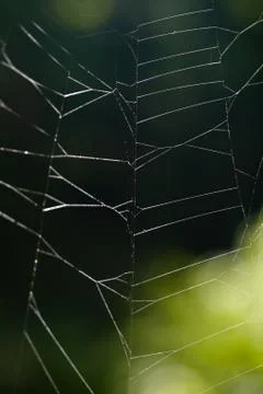 Spider web Stock Photos