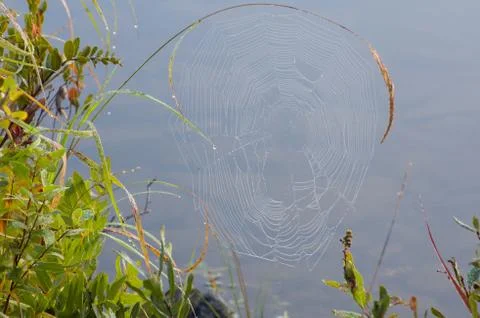 Spider web Stock Photos