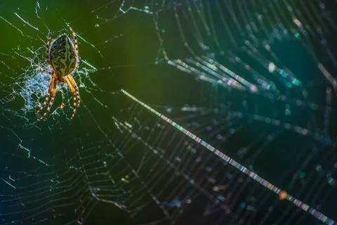 Spider on web Stock Photos