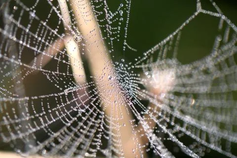 Spider web Stock Photos