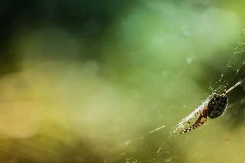 Spider on web Stock Photos