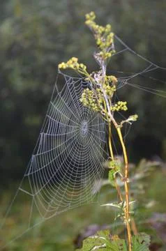 Spider web Stock Photos