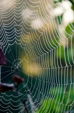 Spider web Stock Photos
