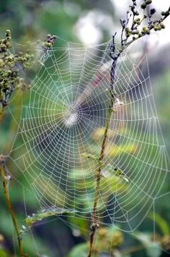 Spider web Stock Photos
