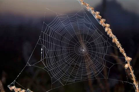 Spider web Stock Photos